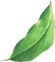 leaf-5-1-png